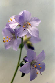 Polemonium pulcherimum